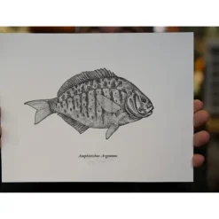 Ben Engle Surfperch Print - Your Premium Fishing Gear Store Rods Lines Baits Accessories^ Shop