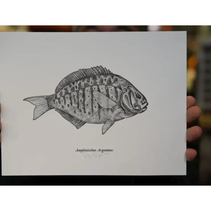 Ben Engle Surfperch Print - Your Premium Fishing Gear Store Rods Lines Baits Accessories^ Shop