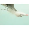 Big Bone Daddy - Pearl - #6 - Your Premium Fishing Gear Store Rods Lines Baits Accessories^ Online
