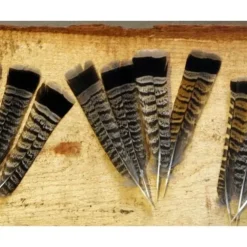 Cinnamon Tip Turkey Tail Feather - Your Premium Fishing Gear Store Rods Lines Baits Accessories^ Best