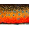 DeYoung Brook Trout Flank October Canvas Print - Your Premium Fishing Gear Store Rods Lines Baits Accessories^ Hot