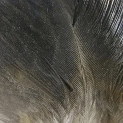 Gallo de Leon Saddle Feathers - Your Premium Fishing Gear Store Rods Lines Baits Accessories^ Cheap