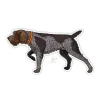 German Wiredhaired Griffon Sticker - Your Premium Fishing Gear Store Rods Lines Baits Accessories^ Fashion