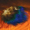 Indian Blue Peacock Body Feather - Your Premium Fishing Gear Store Rods Lines Baits Accessories^ Clearance