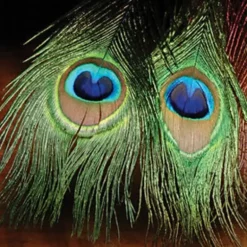 Peacock Eye Stick - Your Premium Fishing Gear Store Rods Lines Baits Accessories* Shop All