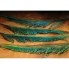 Peacock Sword-4 Pack - Your Premium Fishing Gear Store Rods Lines Baits Accessories* Fly Fishing