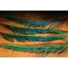 Peacock Sword - Your Premium Fishing Gear Store Rods Lines Baits Accessories* Shop All