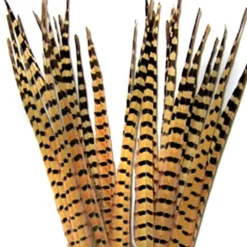 RINGNECK TAIL FEATHERS - 1 PAIR - Your Premium Fishing Gear Store Rods Lines Baits Accessories* Fly Fishing