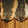 Squirrel Skin- Natural Pine - Your Premium Fishing Gear Store Rods Lines Baits Accessories* Shop All
