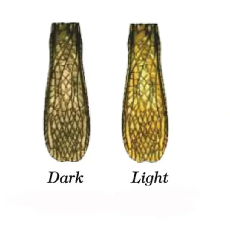 Stonefly Wing - Your Premium Fishing Gear Store Rods Lines Baits Accessories* Fly Fishing
